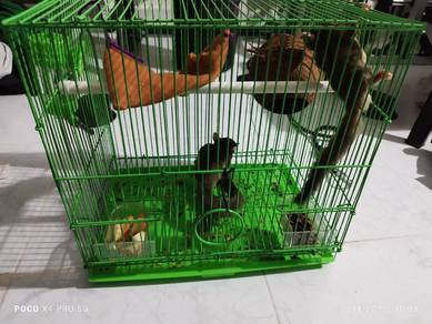 sugar glider