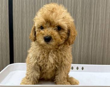 Toy poodle 