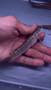 Ikan Channa Blue Pulchra