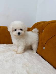 Bichon Mix poodle