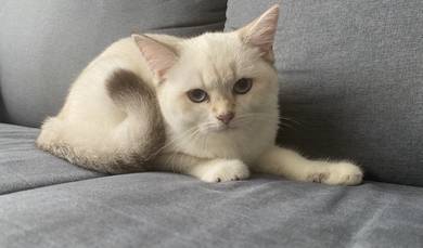 mix bsh cat kucing kitten female rehome