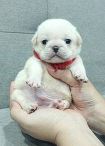 PUG PUPPIES 636 🌻 REHOME White Boy