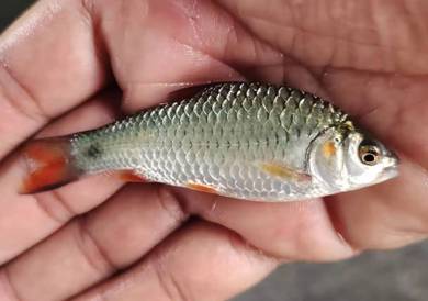 ikan pipi merah 