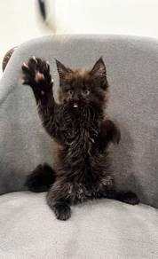 Purebred Female Mainecoon kitten.