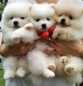 Pomeranian