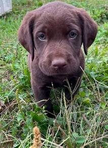 Labrador retriever 2