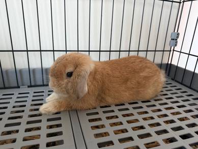 Rabbit Holland Lop, 7 months old, Male, Short Ear