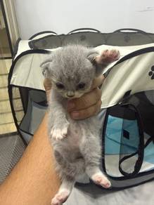 bsh & kitten