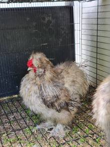 ayam silkie 