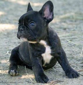 GSW5222 French Bulldog cute puppies