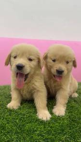 Golden retriever female mka