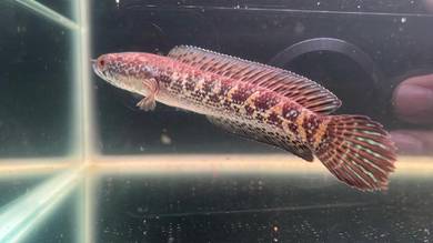 Ikan Channa Fish - Auranti Cobra 5inch (ACS-26)