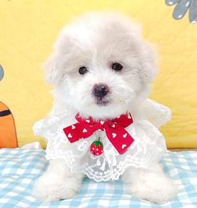 Maltipoo