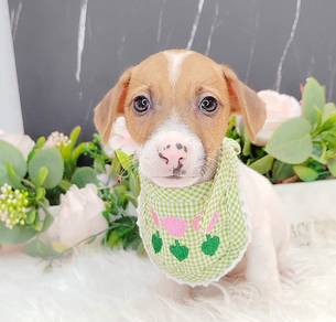 Jack Russell