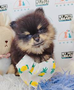 Pomeranian