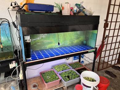 aquarium 4ft