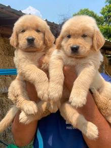 Golden retriever