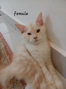 Female Kitten Mix Mainecoon-Persian 