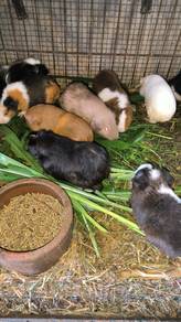 guinea pig