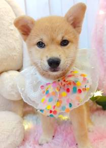 Shiba