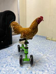 ayam hiyasan