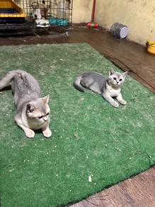 Bsh jantan 4bulan