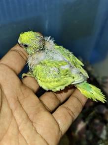 Anak Suap Burung Baji