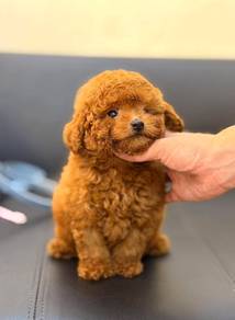 Red toy poodle 