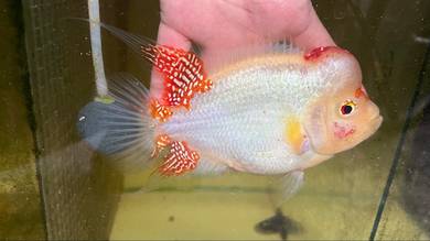 Flowerhorn Golden Base Female