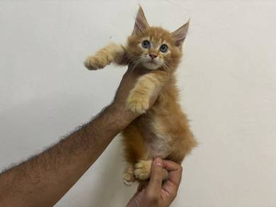 mainecoon kitten male non cert