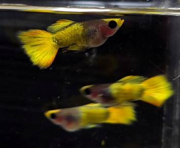 Yellow Koi Short Body Guppy (1 pair) / 短身黃头孔雀鱼(1对)