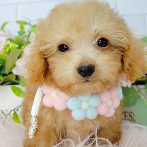 Poodle