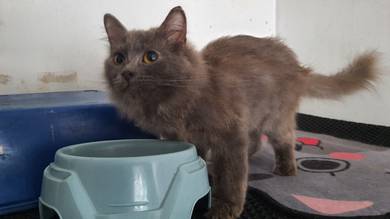 Kitten BSH Mix Mainecoon