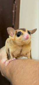 3 Sugar Gliders to let go 2 years & 1 years x 2