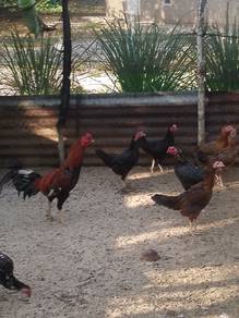 Ayam kampung 