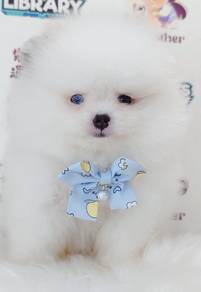 Pomeranian