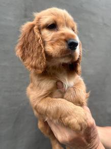 ENGLISH COCKER SPANIEL PUPPIES F401 🌻Female