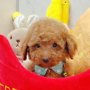 Poodle