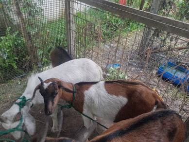 kambing kampung kacuk boerr