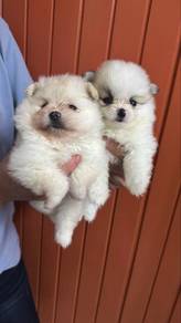 Pomeranian Female Puppies white n fancy