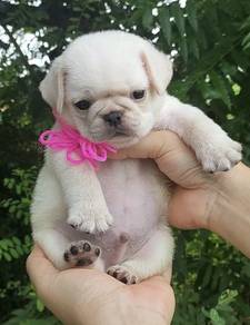 PUG PUPPIES 667 🌻 New Born Male White