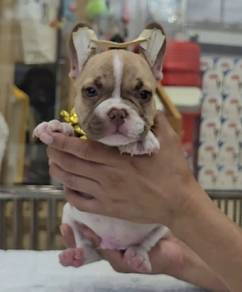 FRENCH BULLDOG PUPPIES FB266🌻Cute Puppy Available