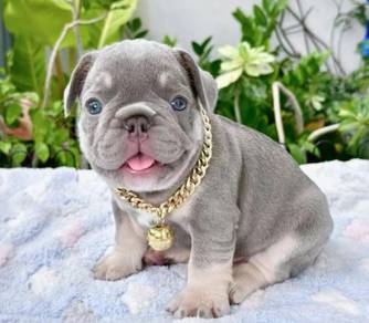 FRENCH BULLDOG PUPPIES🌻A226 Lilac Tan Male/Female