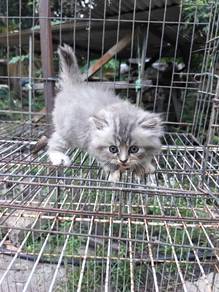 kucing parsi