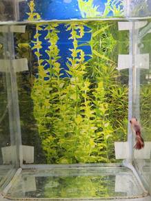 Betta Female Multicolour