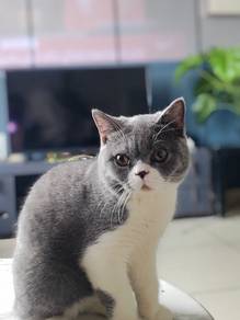 British Short hair femle/male