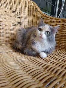 siberian female