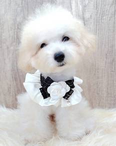 Poodle