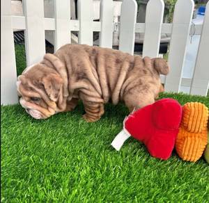 ENGLISH BULLDOG PUPPIES E343 🐻 Female