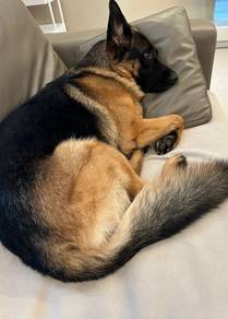 German Shepherd